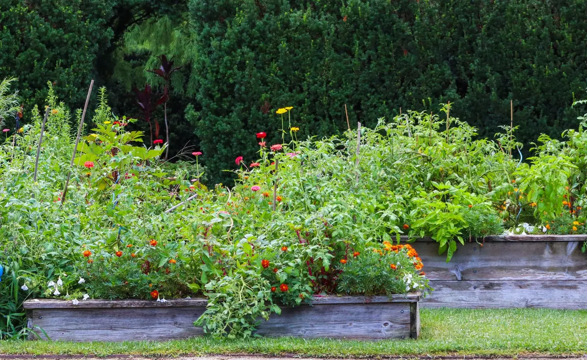 How to Build a Cedar Raised Bed for a Vegetable Garden
