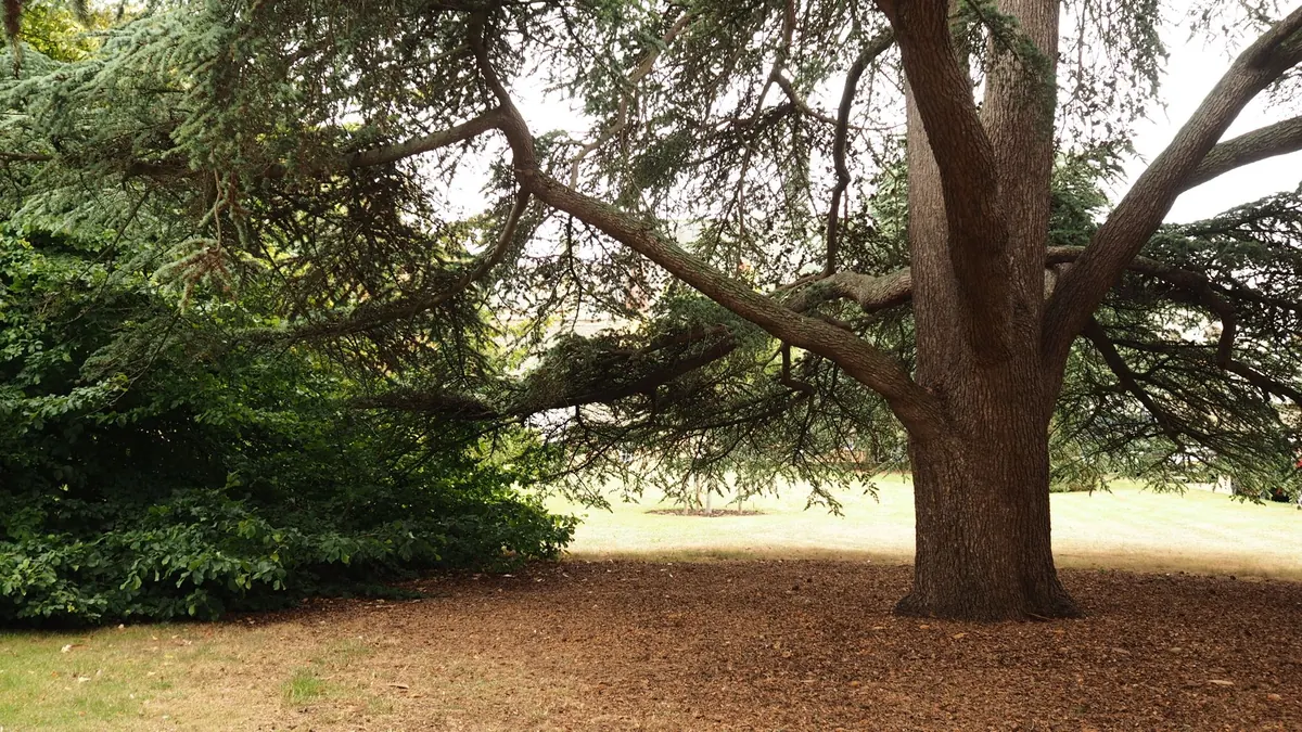 How to Lay a Cedar Wood Garden Path: Step-by-Step Guide for UK Gardens